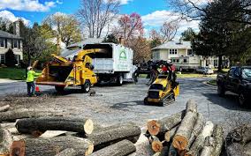 Best Tree Preservation Services  in La Presa, CA