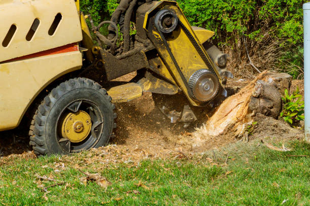 Best Stump Grinding and Removal  in La Presa, CA