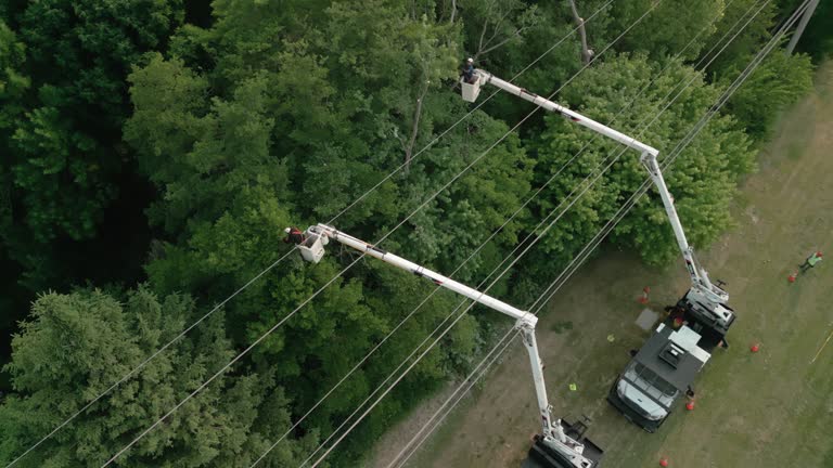  La Presa, CA Tree Services Pros