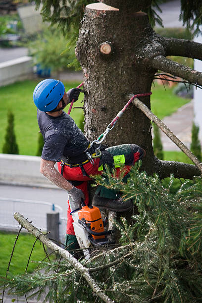 Professional Tree Services in La Presa, CA