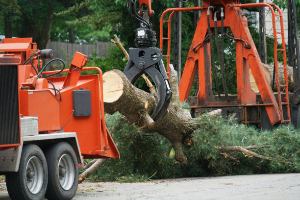 Best Tree Risk Assessment  in La Presa, CA