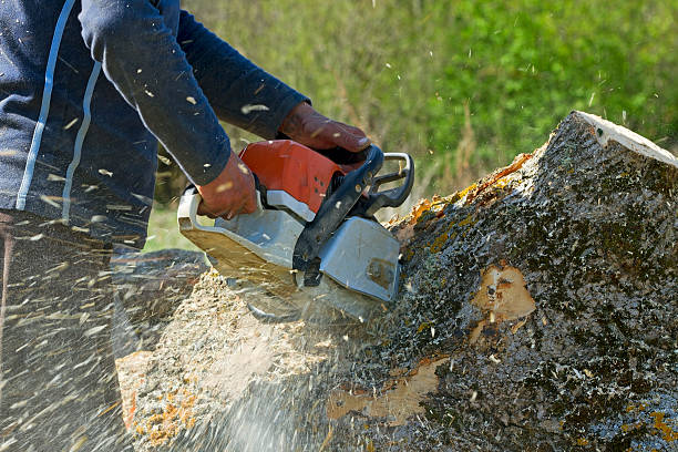 How Our Tree Care Process Works  in  La Presa, CA